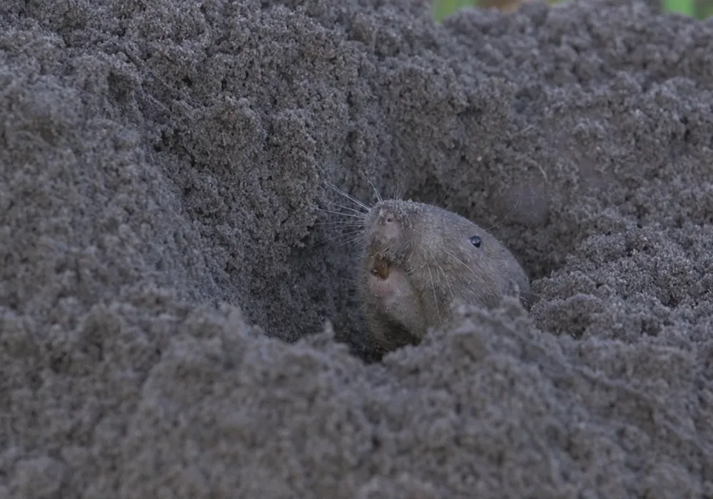 An image of a pocket gopher sticking its head out of a sandy burrow