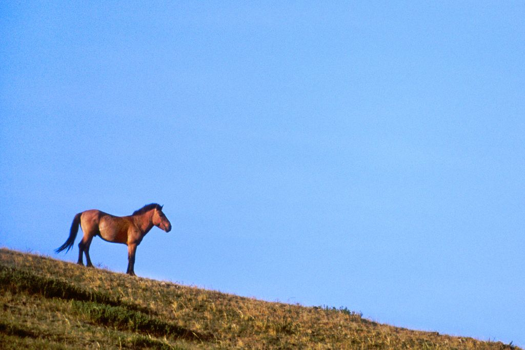 przewalski's horse