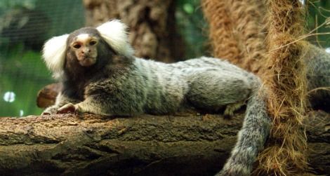 The common marmoset may be a suitable model for human obesity.