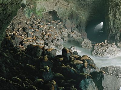 Sea lion caves in Florence