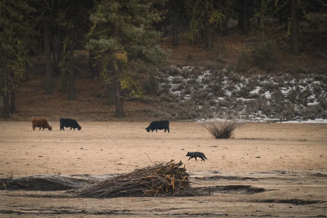 wolf in a meadow with a herd