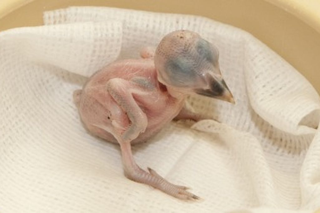 The Smithsonian's new male Micronesian kingfisher was on born Aug. 20