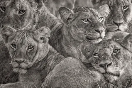 African Lionesses by Lakshitha Karunarathna, 2017 Grand Prize 