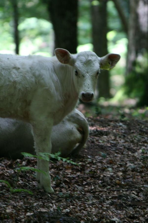 Calf in the Umbra Forest thumbnail