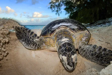 A female green turtle digs through sand to create a nest on Aldabra atoll.