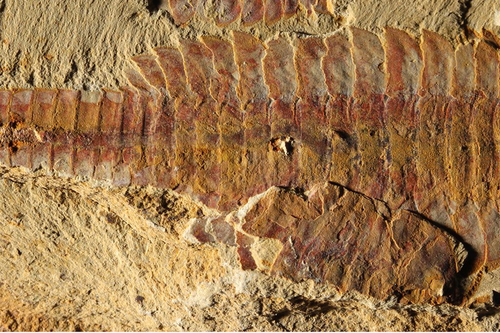 Fuxianhuia protensa