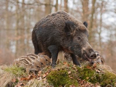 A wild boar mama in Germany. 