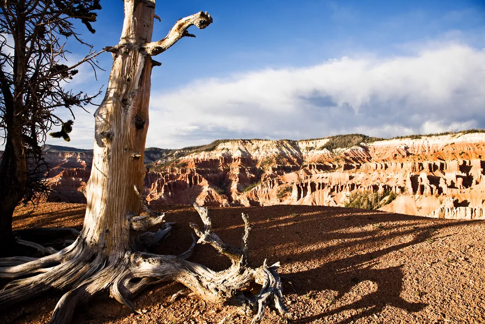 20121115115024bristlecone.jpg