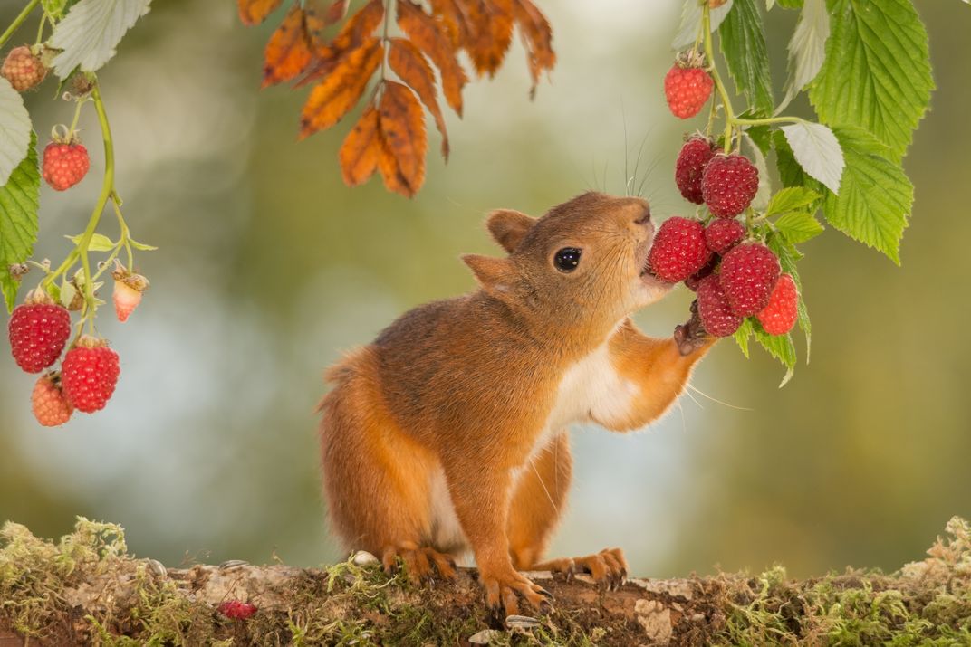 raspberry taste Smithsonian Photo Contest Smithsonian Magazine