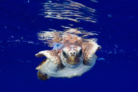 A baby loggerhead sea turtle with a solar-powered tag attached to its shell swims in the Gulf Stream just after release off the southeast Florida coast in 2009. NMSF permit 1551 applies to all images featured in this article. 