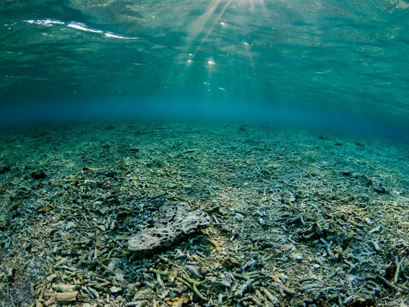 The degradation of coral reefs worldwide is common place, yet very out