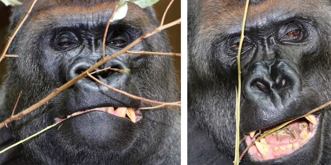 Side-by-side photos of a male silverback western lowland gorilla's face as he eats leaves and bark from tree trimmings.