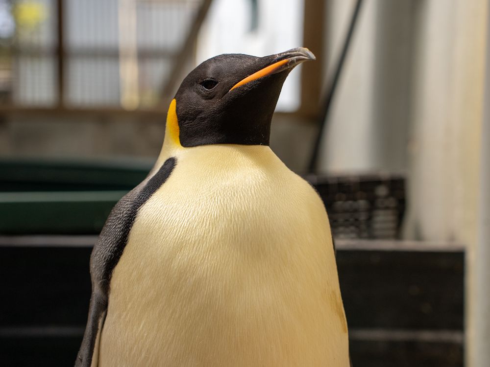 Close-up of emperor penguin head and upper body