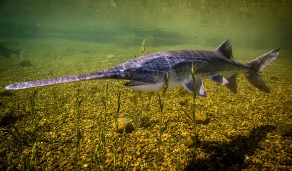 Paddlefish-USFWS-Fish-and-Aquatic-Conservation-2160x1440.jpg