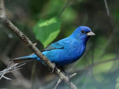 Unique trills, calls, chirps, gurgling, and whistles are crucial components in nature&#39;s soundscapes. (Pictured: Male Indigo Bunting)

&nbsp;