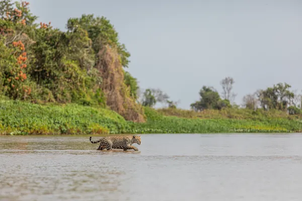 Jaguar walk in the Brazilian Pantanal thumbnail