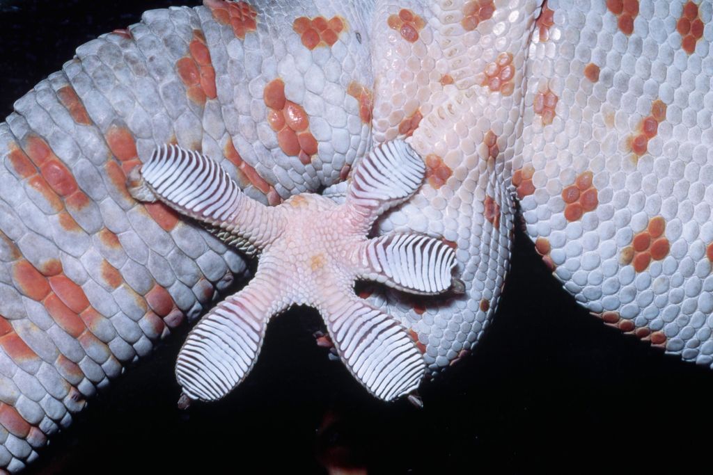 gecko