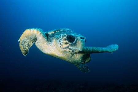 Loggerhead sea turtle surfing the magnetic field