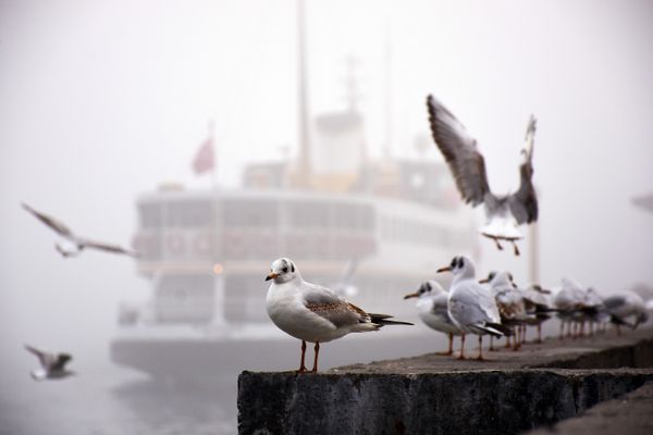 Whispers of Istanbul: Ferries and Seagulls in Harmony thumbnail