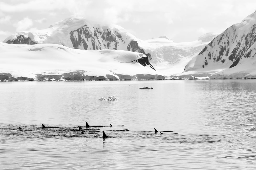 ortelius wendell trip vs. antarctic peninsula
