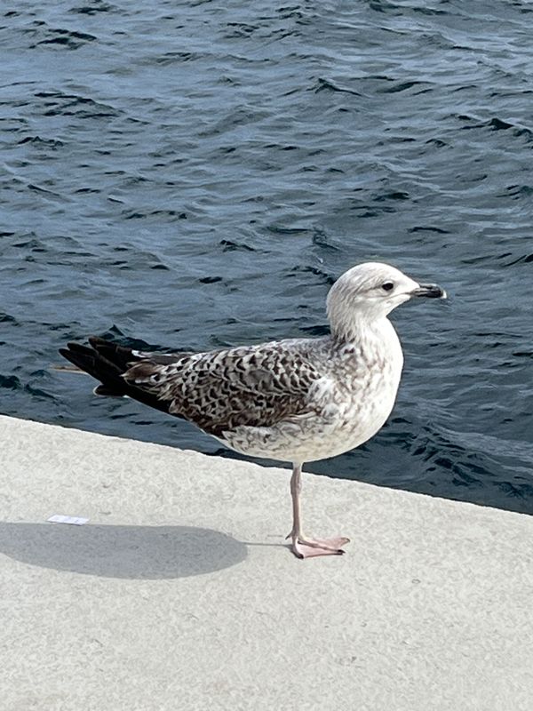 Trace of Solitude thumbnail