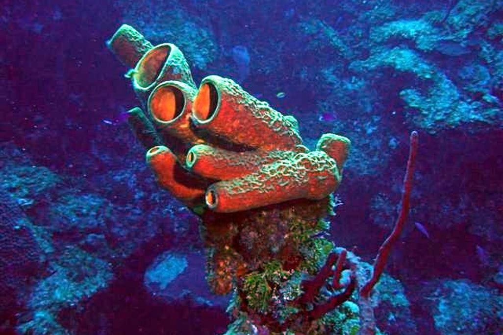 Marine Sponge