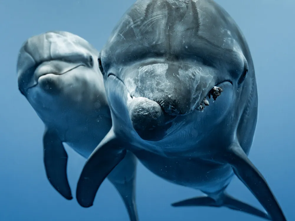 cropped: two dolphins approach the camera