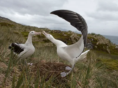Wandering albatross pair in courtship in South Georgia. Researchers have found some birds have bolder personalities than others.