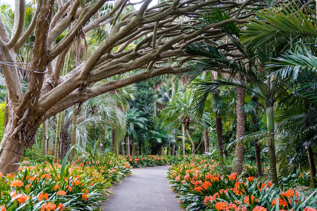 The Royal Botanic Garden, Sydney