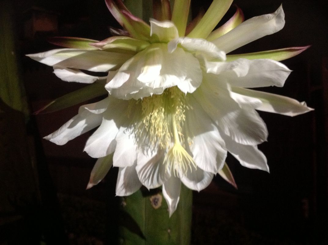 Cactus Flower blooming at night Smithsonian Photo Contest