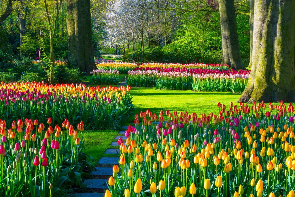 The Keukenhof Floral Park in Lisse, The Netherlands.