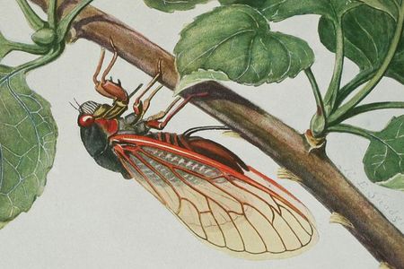 From Insects, their way and means of living.