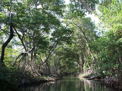 Mangroves line a channel connecting the Belize River to the coastal lagoon system. These trees are hundreds of years old and provide important habitat to both terrestrial and marine species. (Steve Canty, Smithsonian Marine Station)