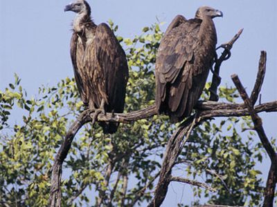 In the past decade or so, over 95 percent of India's vultures have died.