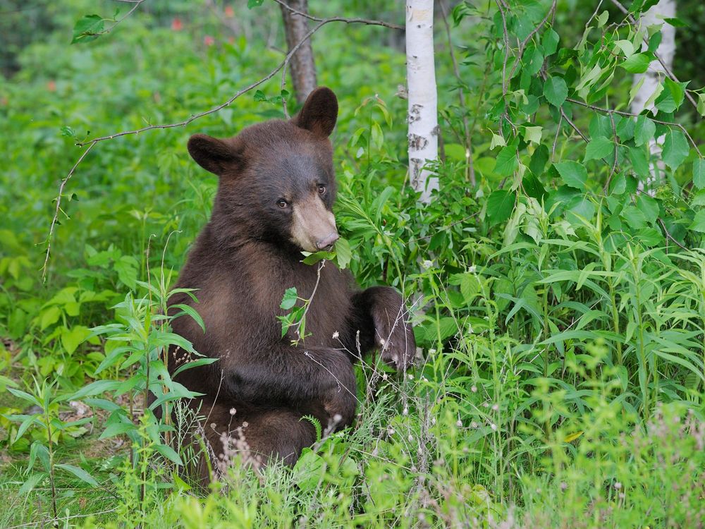 Black Bear Eating Plants