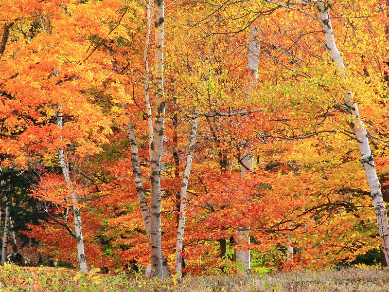 I found this great birch tree grove in the white mountains of New