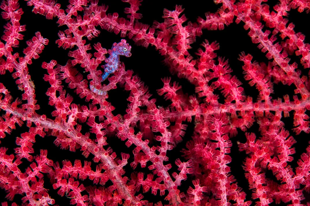 Bargibant's pygmy seahorse