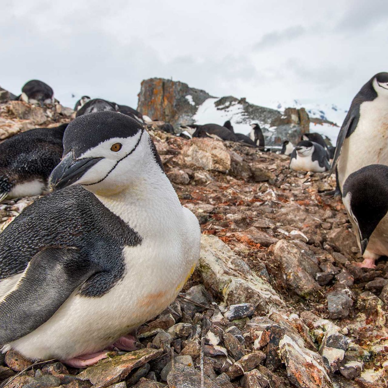 CHINSTRAP PENGUIN TOUGHNESS FEEDING AND NESTING HABITS visual data 5