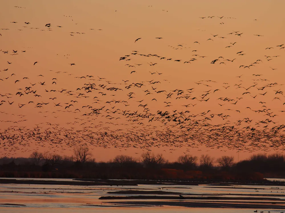 dozens of birds fly in silhouette against a sunset over a river