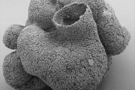 A scanning electronic microscope image of the 600 million-year-old sponge-like fossil