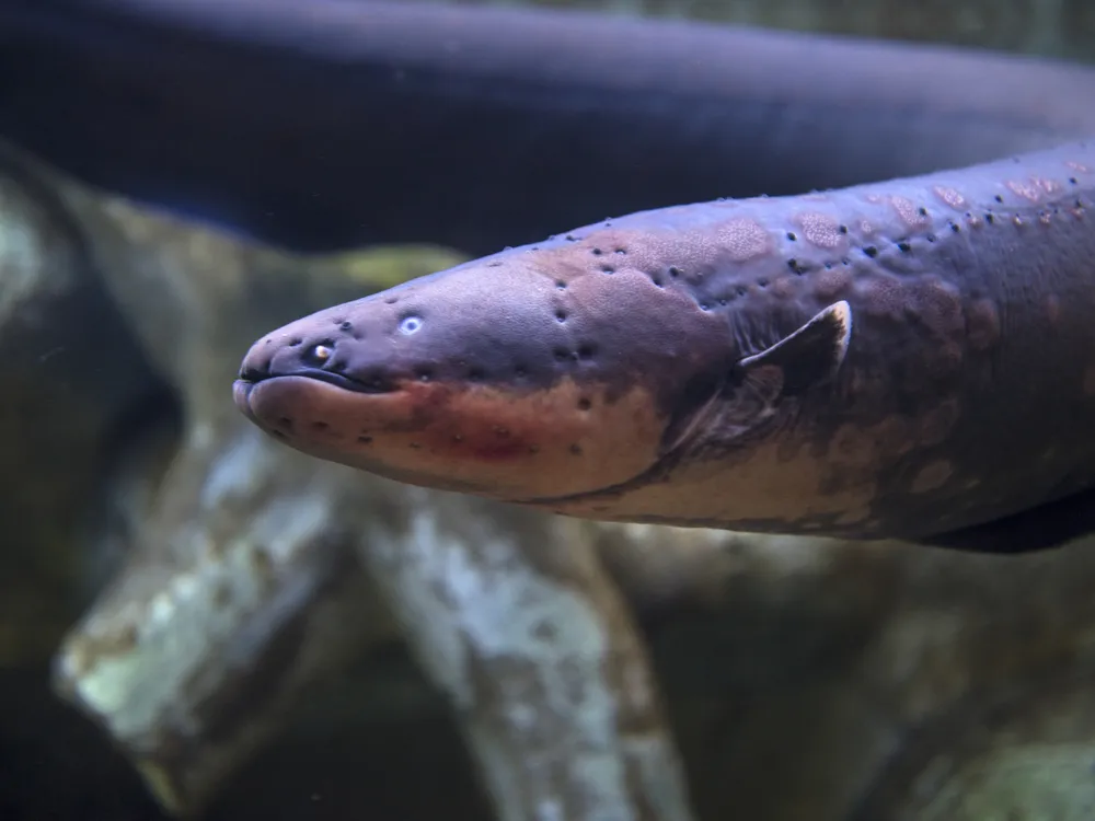Close-up shot of electric eel swimming under water