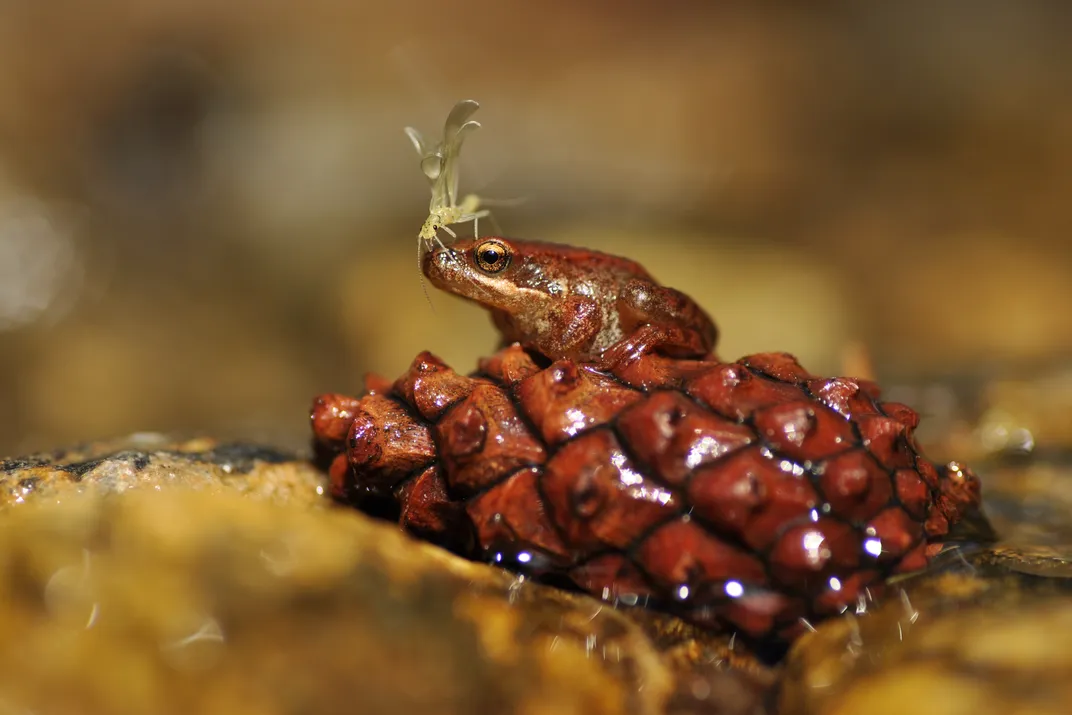 A small bug sits on a dark brown frogs nose
