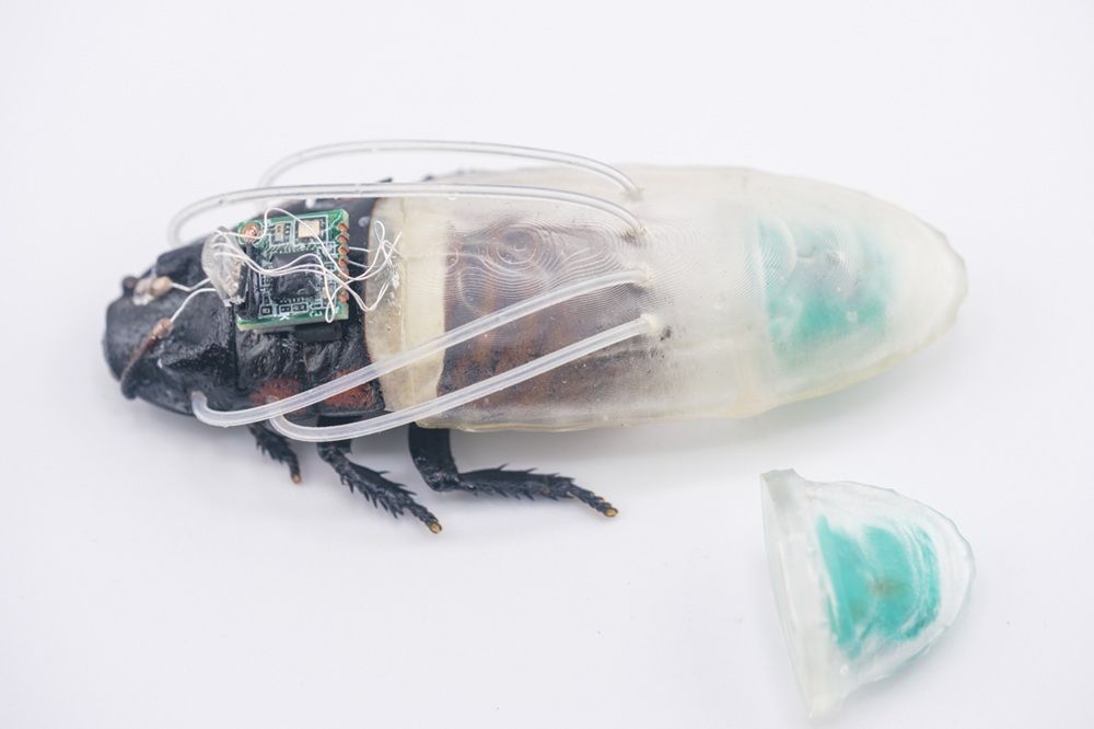 Cyborg Cockroaches Could Help Find Survivors of Natural Disasters. New Diving Suits Allow the Insects to Expand Their Search Underwater