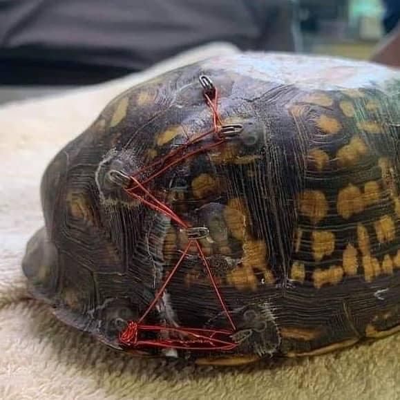 Your Old Bra Clasps Can Save Injured Turtles, Smart News