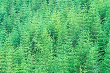 This dizzying crowd of Douglas fir trees gives off a refreshing scent.