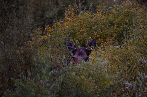 Moose in Hiding thumbnail