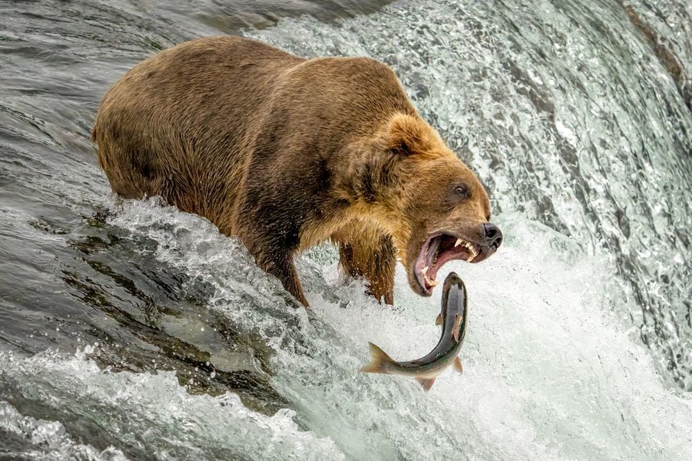 Bear showing his teeth and catching a salmon.