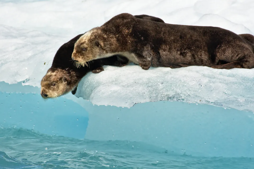 two otters look into the water from an iceberg