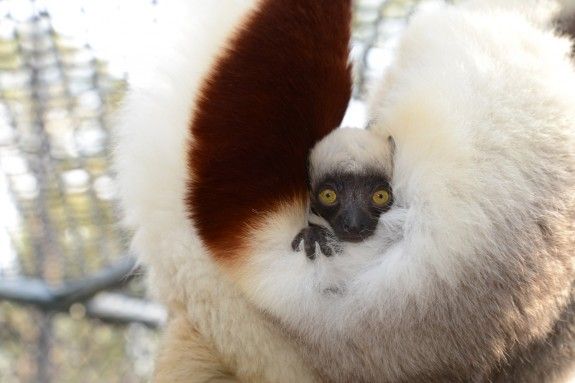 Lemurs Are the Most Endangered Mammals on the Planet, And This Adorable Baby Is Their Future