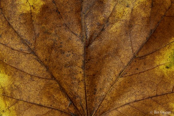 Closeup of Fall Leaf thumbnail